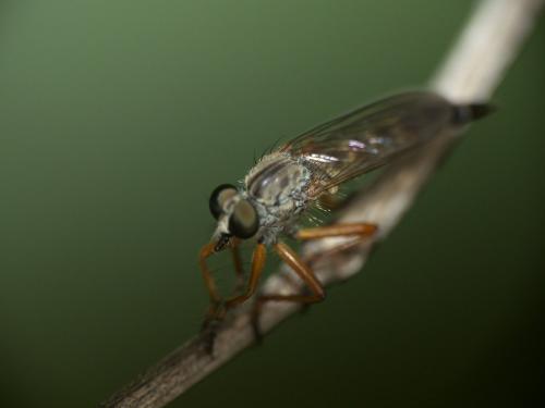 Neomochtherus pallipes